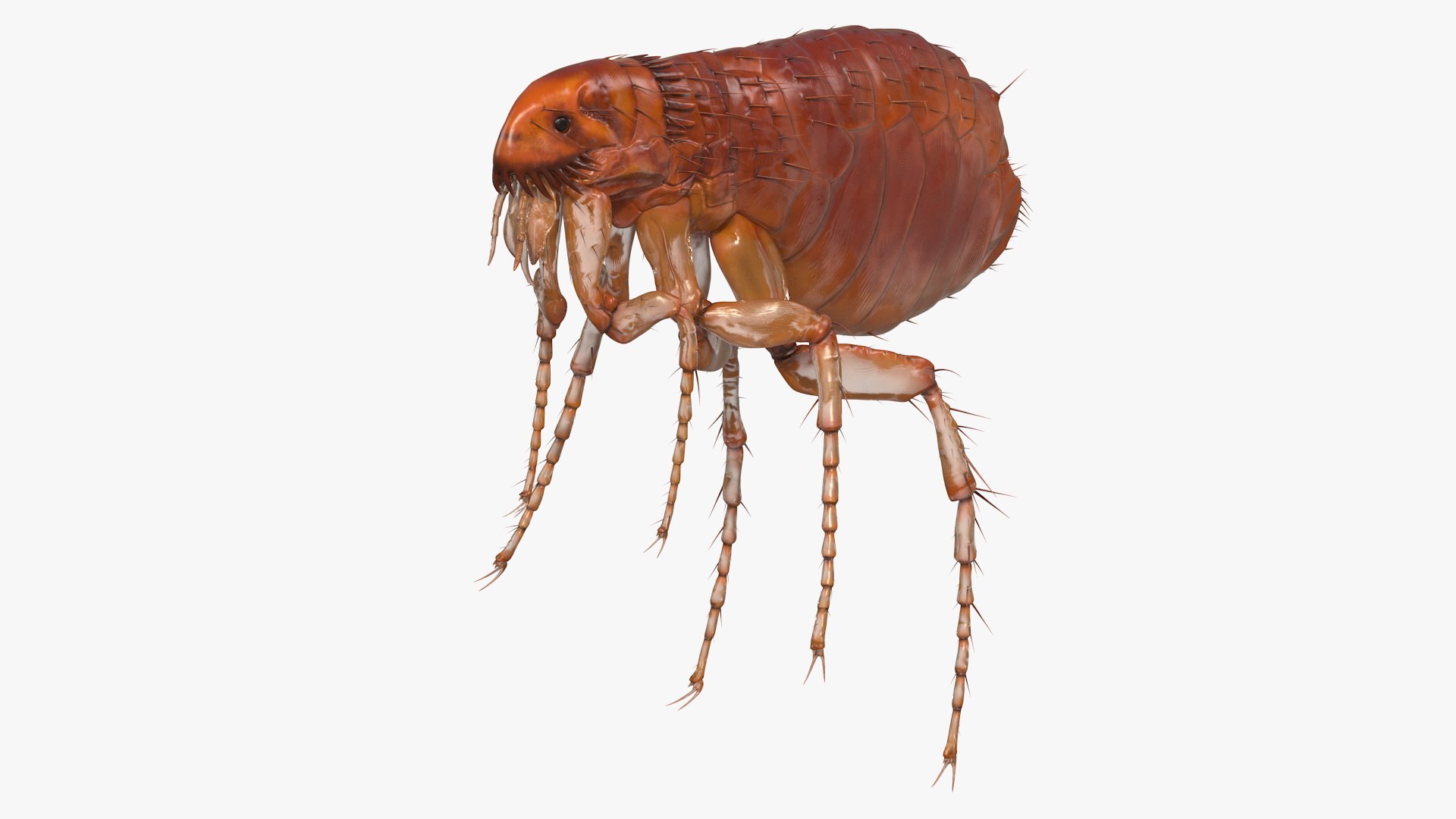 Flea Insect Rigged for Cinema 4D 3D model preview