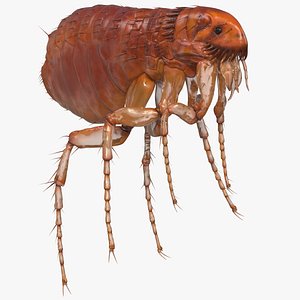 flea insect rigged 3D model