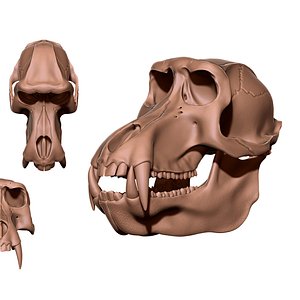 Baboon Skull CNC and 3D print model 3D