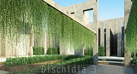 Dischidia 3