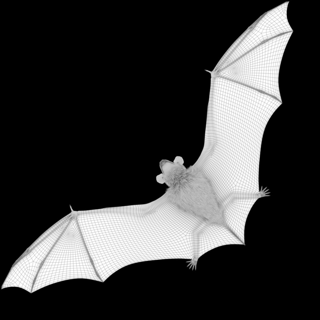 Brown Bat 3d Ma