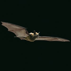 brown bat 3d ma