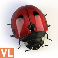 Ladybird