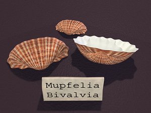 lightwave sea shell