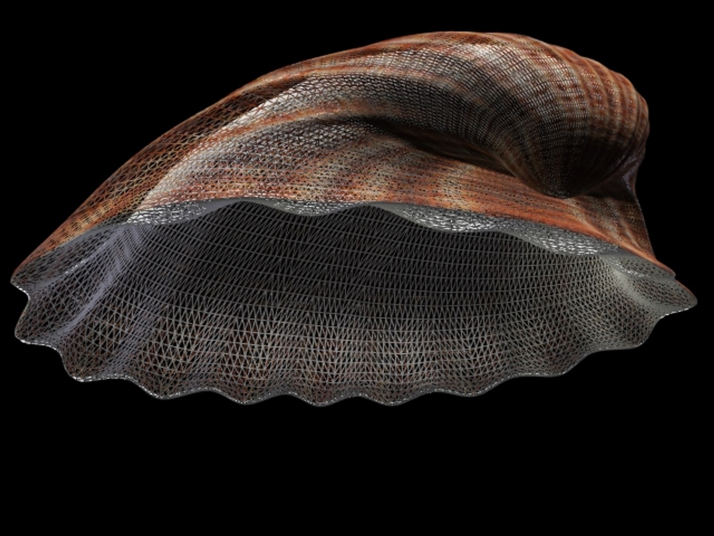 lightwave sea shell