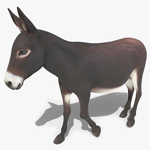 3D Domestic Donkey Rigged for Blender model