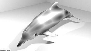 3D coastal dolphin
