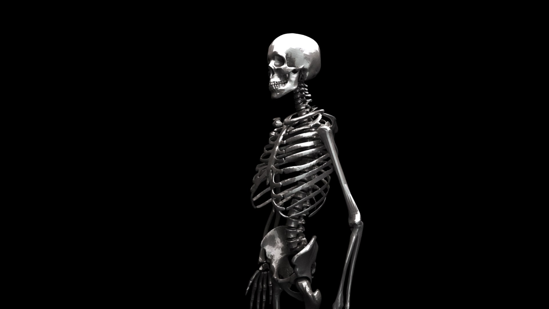 Human skeleton 3D model - TurboSquid 1440632