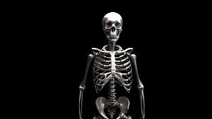 human skeleton 3D model