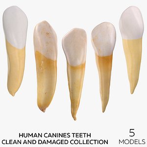 Human Canines Collection - 5 models model