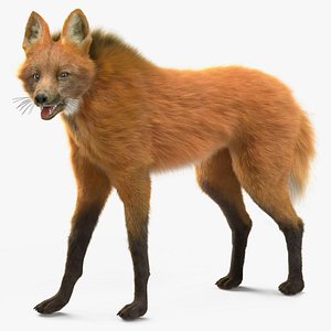 3D Maned Wolf Fur Rigged model