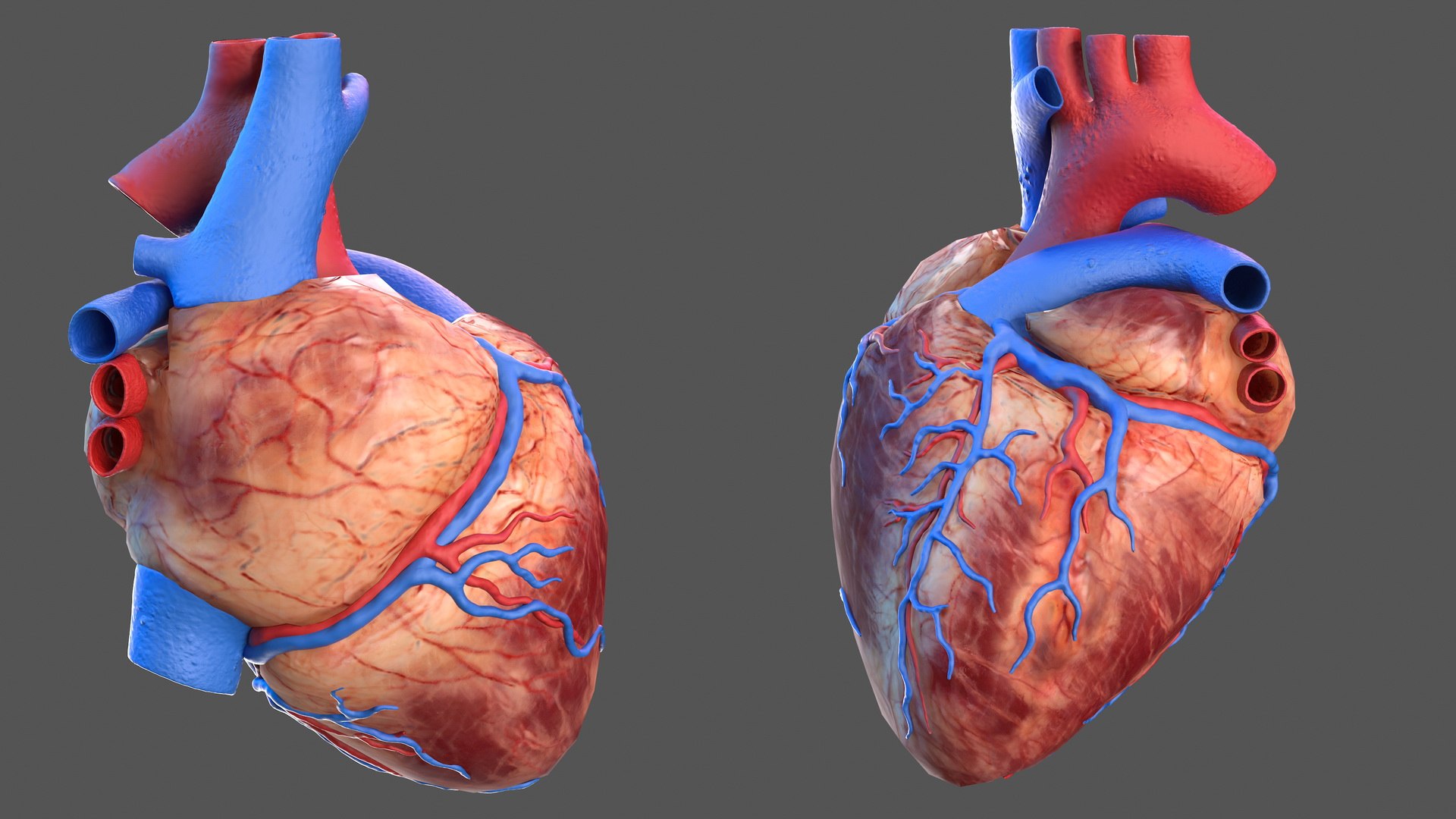 Human Heart Model 3D model preview