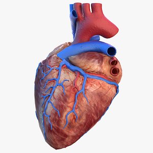 3D model human heart modeled