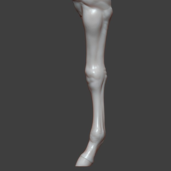 3D Horse Foal Front Leg Highpoly Sculpt model