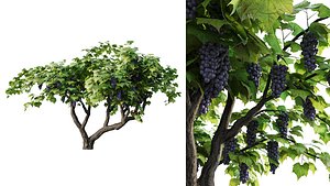 Vineyard Set
