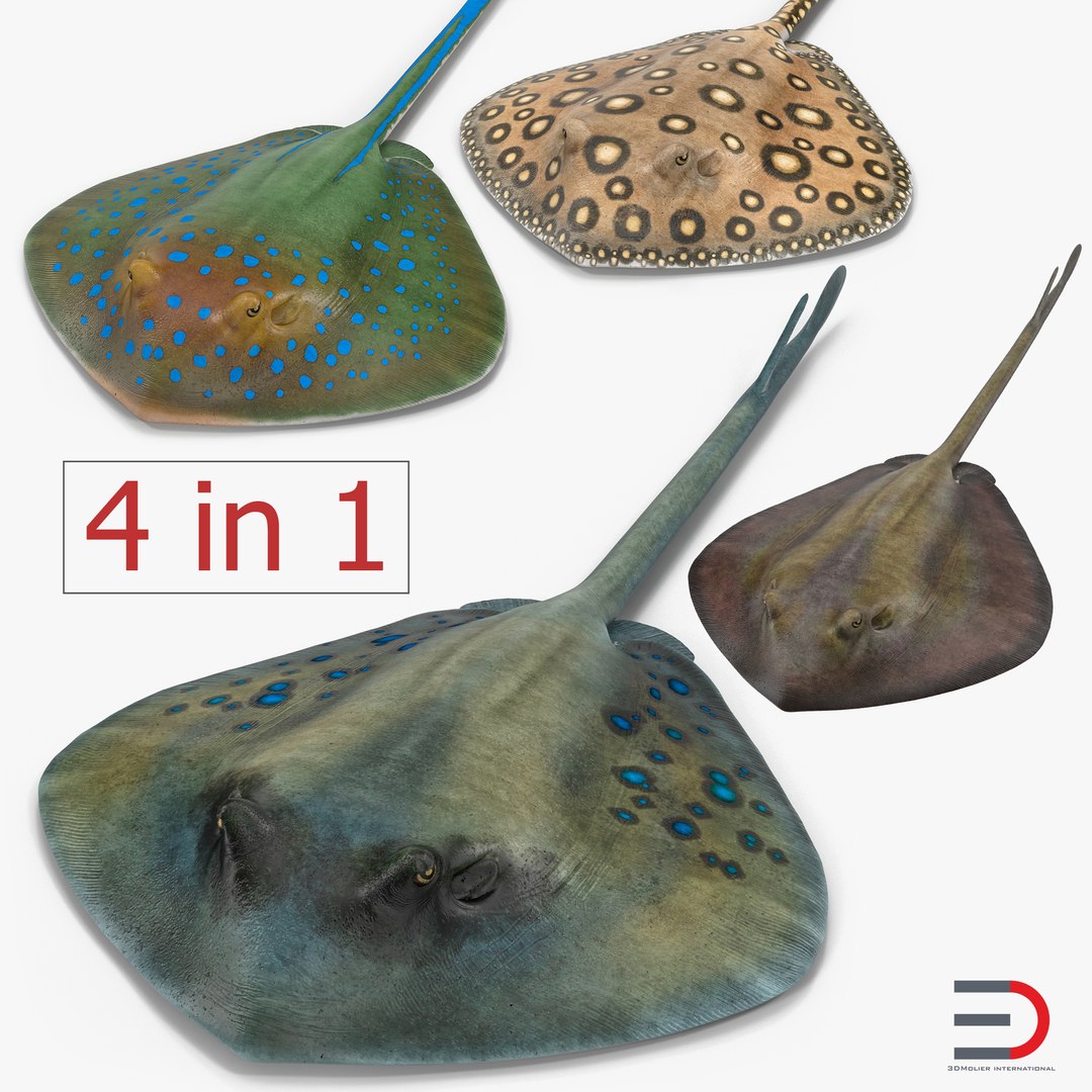 Stingray 3D Models Collection 3D model preview