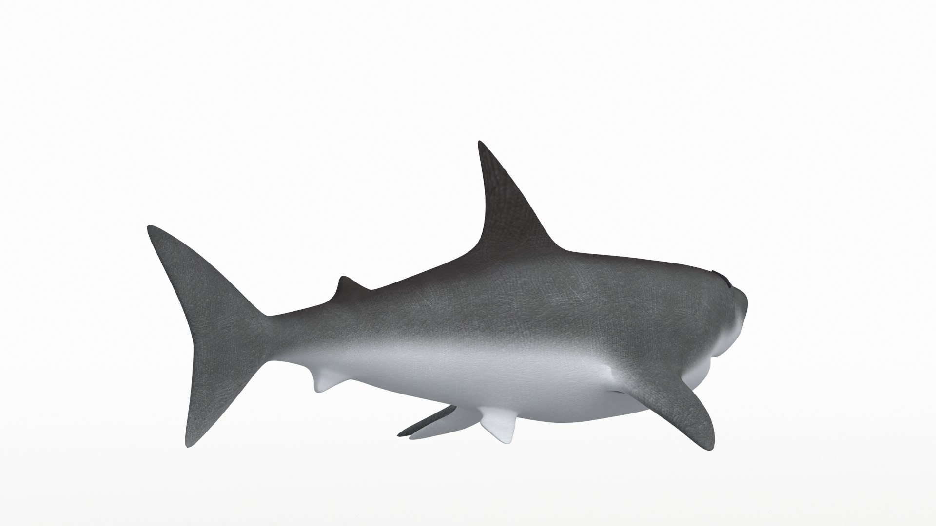 3D Shark Model - TurboSquid 2165452