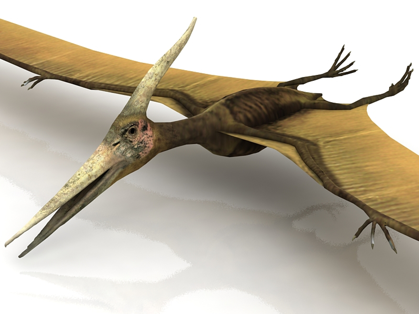 pteranodon o pterodáctilo