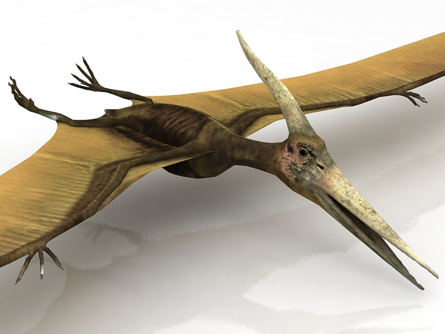 Pteranodon Flying Carnivorous Reptile Landing Pose with Fur PNG Images &  PSDs for Download