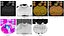 Киви с мехом