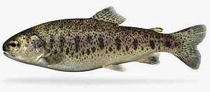 Rainbow trout