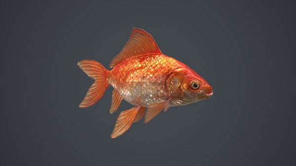 Goldfish pbr ready - model - TurboSquid 1631124