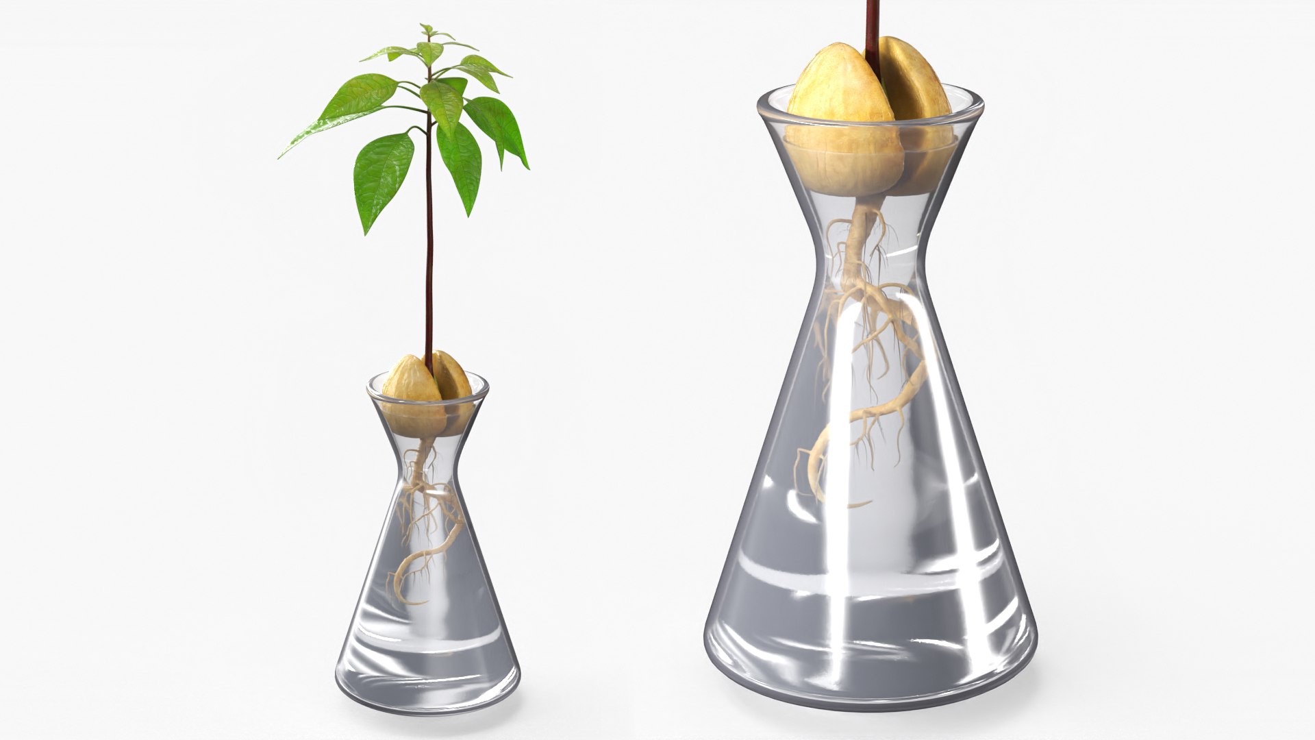 Avocado Seedling Growing in Water Vase Fur 3D model preview