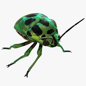 3D Jewel Bug - Chrysocoris Stollii