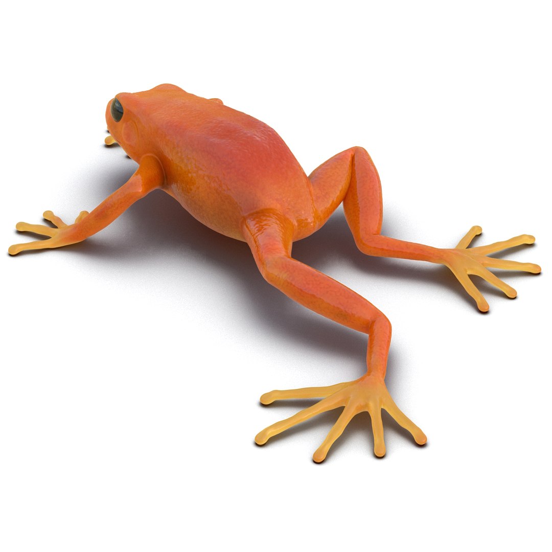 Mantella Frog Rigged 3d Model   Mantellafrogriggedmayamb3dmodel08 