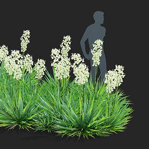 3D Yucca filamentosa model