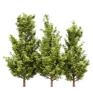 Leyland cypress leylandi 3D model