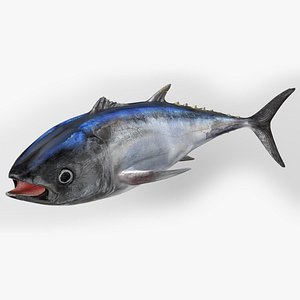 3D TUNA FISH Rigged L1541 model