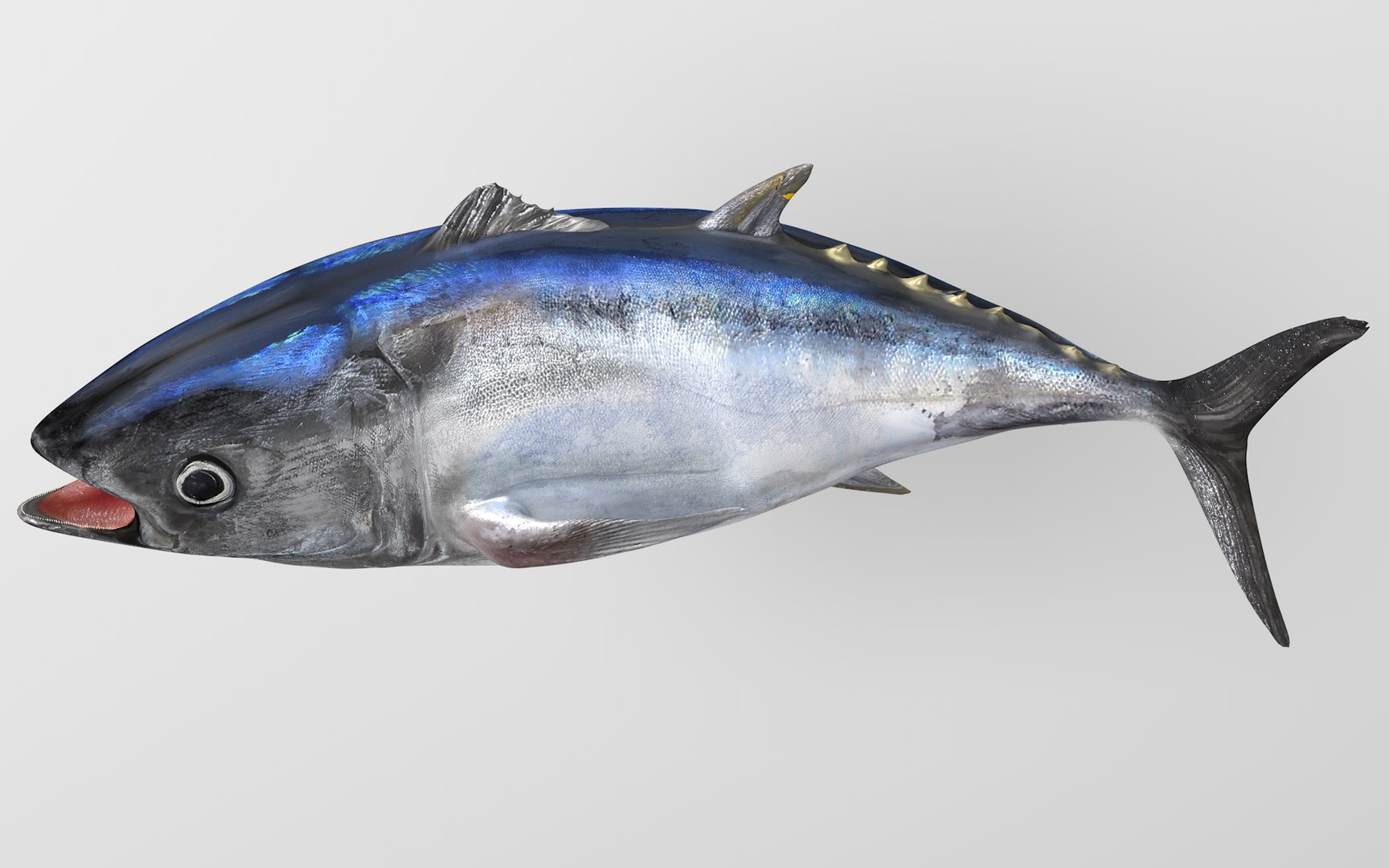 3D TUNA FISH Rigged L1541 model - TurboSquid 1814479