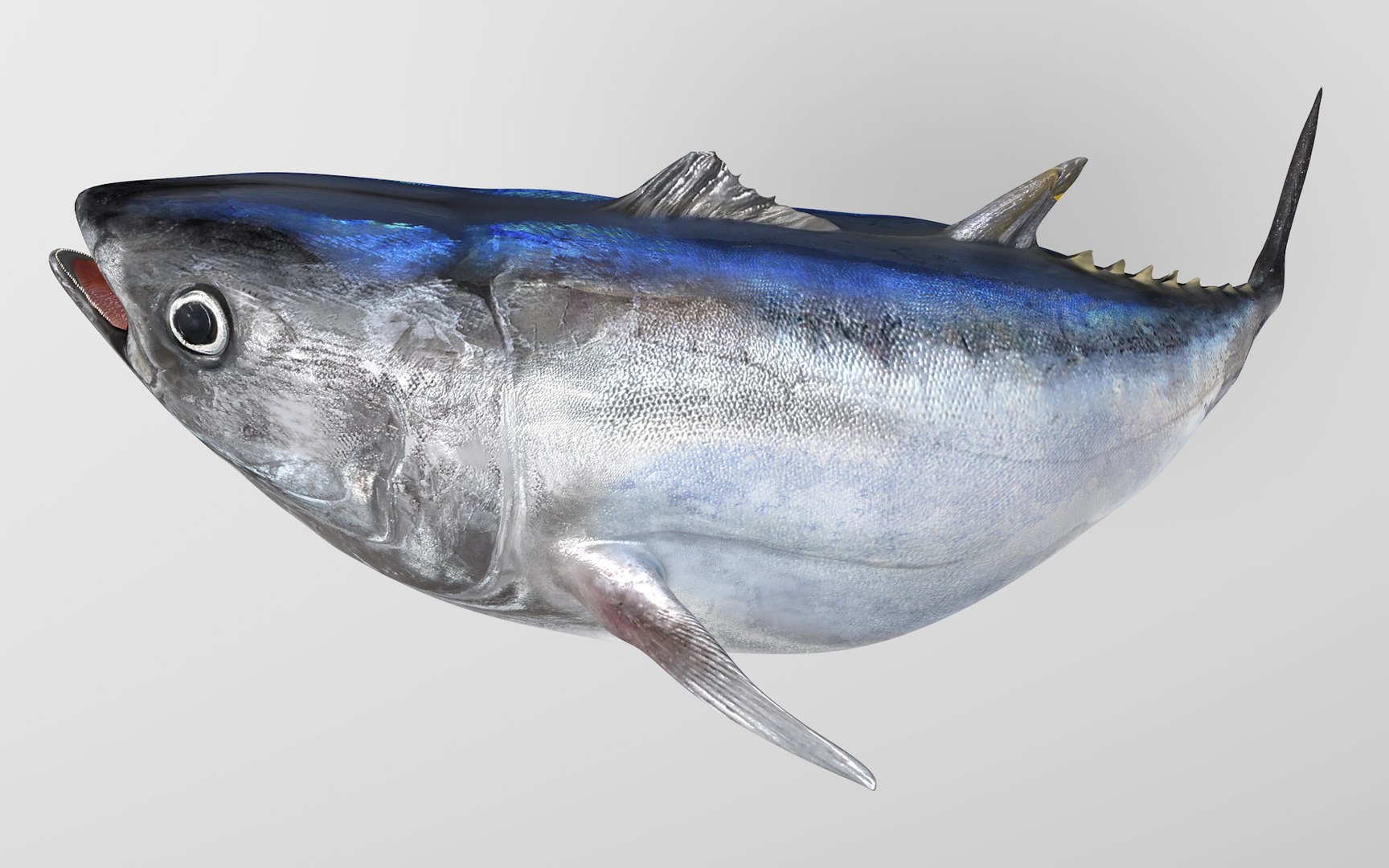 3D TUNA FISH Rigged L1541 model - TurboSquid 1814479