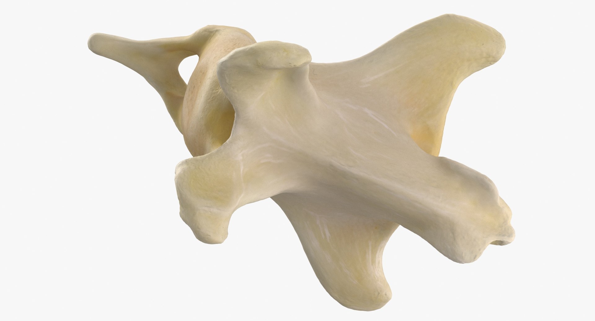 Domestic Dog Arcus Hemalis Caudal Vertebrae Bone Cd1 3D model https://p.turbosquid.com/ts-thumb/OA/WMD7wP/rh/domestic_dog_arcus_hemalis_caudal_vertebrae_bone_cd1_thumbnail_0007/jpg/1669232537/1920x1080/fit_q87/d7f5bc996f5fe7903102d5cd24d54d50fe63e5af/domestic_dog_arcus_hemalis_caudal_vertebrae_bone_cd1_thumbnail_0007.jpg