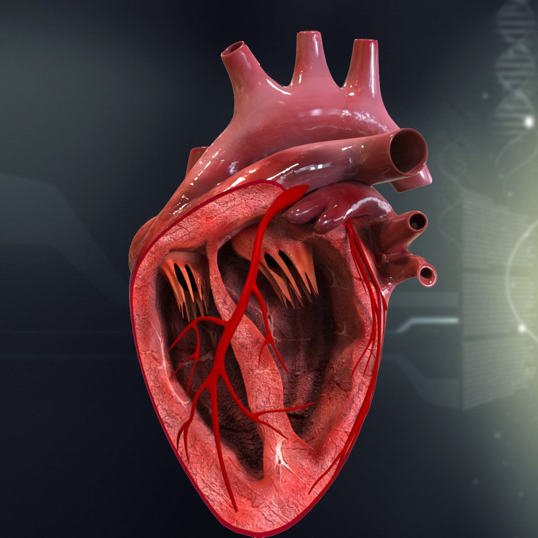 human heart anatomy 3d