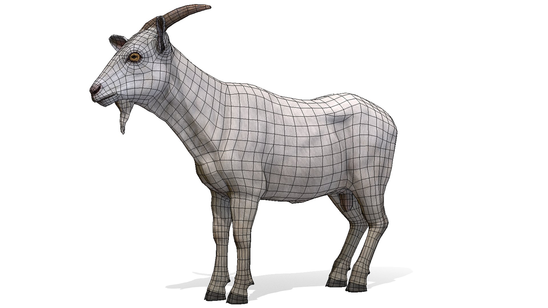 3D model goat male animations https://p.turbosquid.com/ts-thumb/OA/mZI6Co/eoo3s1EI/2/png/1575813989/1920x1080/fit_q87/34759e7c52fdcad562f8f77ddb1c4dd47e1bfac9/2.jpg