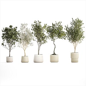 Set Of Beautiful Trees In Pots For Decoration 1331 model