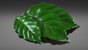 Coffee tree leaves tea advertising