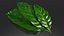 Coffee tree leaves tea advertising