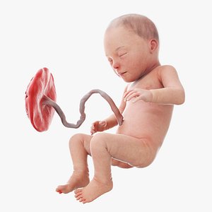 3D model Fetus Week 31 Static
