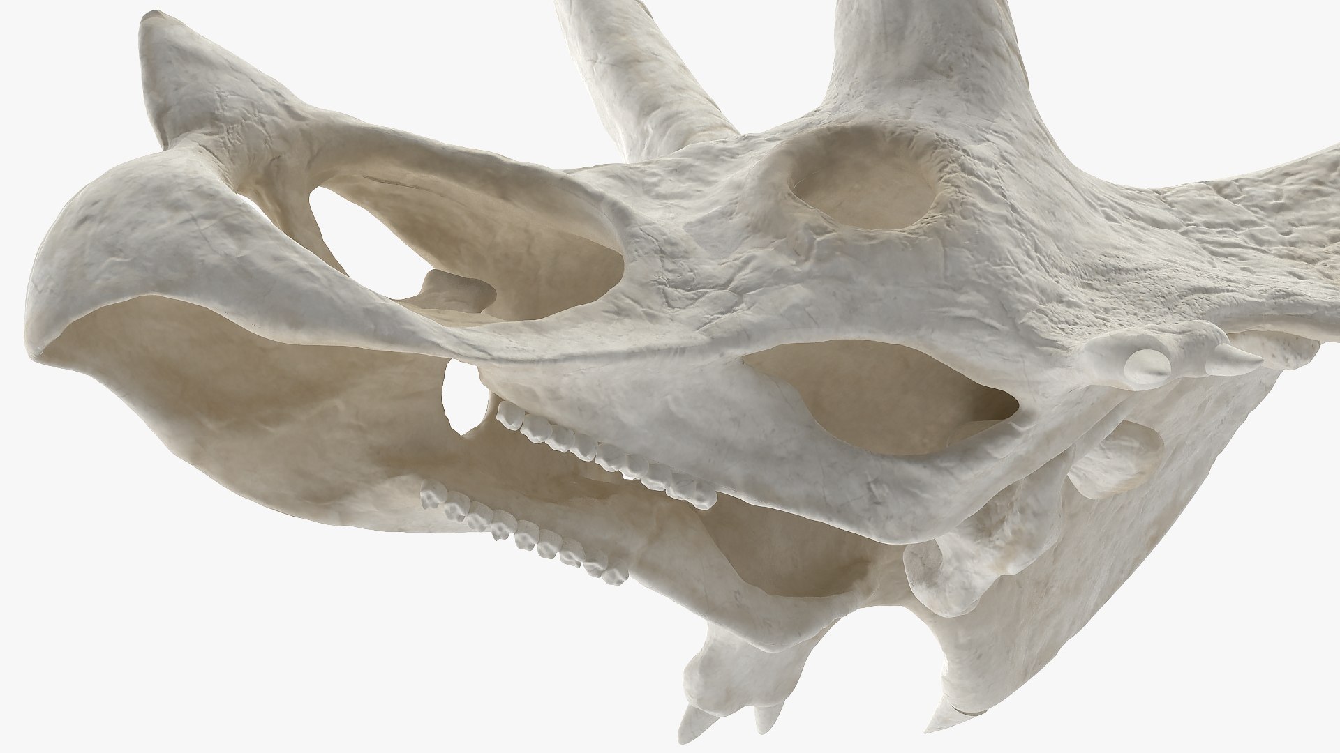 triceratops skull animal 3D model https://p.turbosquid.com/ts-thumb/OB/4tskwg/8guiejHN/triceratopsskullpartmb3dmodel007/jpg/1580735275/1920x1080/fit_q87/02229f68e200a19d66e6903c9dd56d8b56c91313/triceratopsskullpartmb3dmodel007.jpg