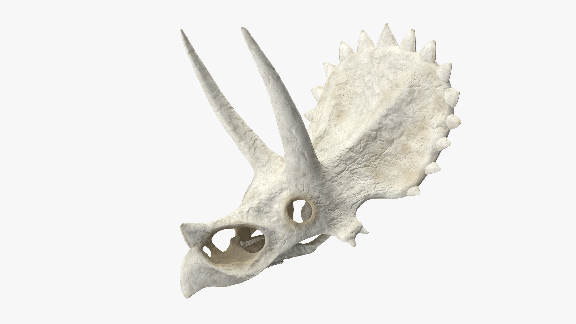 triceratops skull animal 3D model https://p.turbosquid.com/ts-thumb/OB/4tskwg/CYhQiCab/triceratops_skull_part_360/jpg/1580734262/1920x1080/turn_fit_q99/033cfc0db814883a8f7d017e96b640c1ffe3cc7e/triceratops_skull_part_360-1.jpg