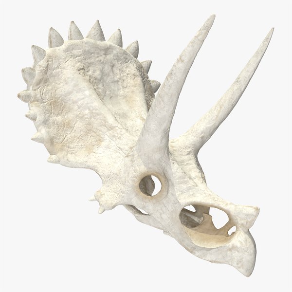 Dinosaur Skull 3D Models for Download | TurboSquid