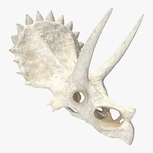 Triceratops Skull Part