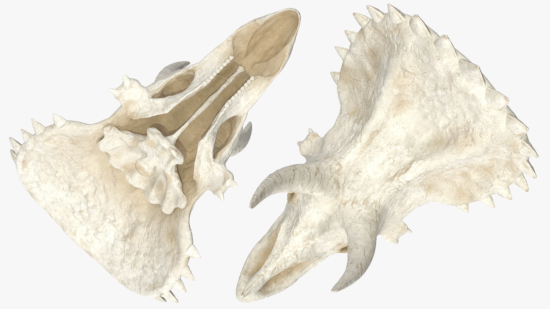 triceratops skull animal 3D model https://p.turbosquid.com/ts-thumb/OB/4tskwg/NgNSQCb6/triceratopsskullpartmb3dmodel005/jpg/1580735260/1920x1080/fit_q87/15590f782cb3091397b45a91f7a71b69f414c204/triceratopsskullpartmb3dmodel005.jpg