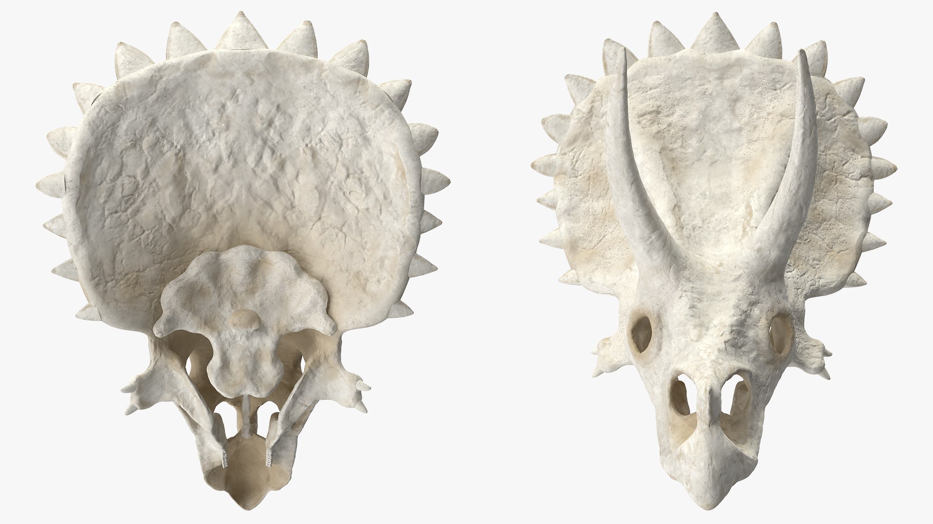 triceratops skull animal 3D model https://p.turbosquid.com/ts-thumb/OB/4tskwg/VhOJJZBn/triceratopsskullpartmb3dmodel004/jpg/1580735254/1920x1080/fit_q87/0ec4fd7020bf8163124b7419c7891da9cfc835a6/triceratopsskullpartmb3dmodel004.jpg