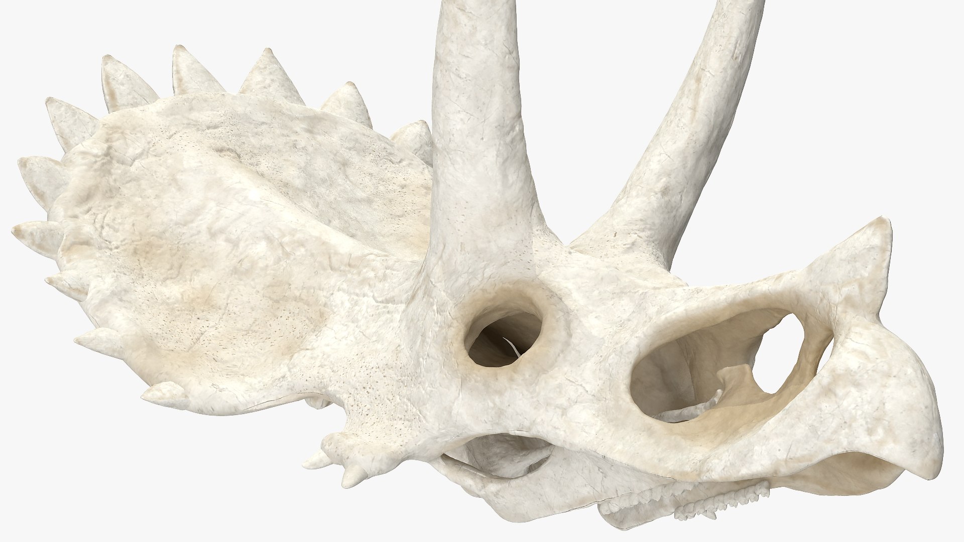 triceratops skull animal 3D model https://p.turbosquid.com/ts-thumb/OB/4tskwg/aP5qtILk/triceratopsskullpartmb3dmodel006/jpg/1580735266/1920x1080/fit_q87/89b0e2b86b14eee005f2db5897022132754e095e/triceratopsskullpartmb3dmodel006.jpg