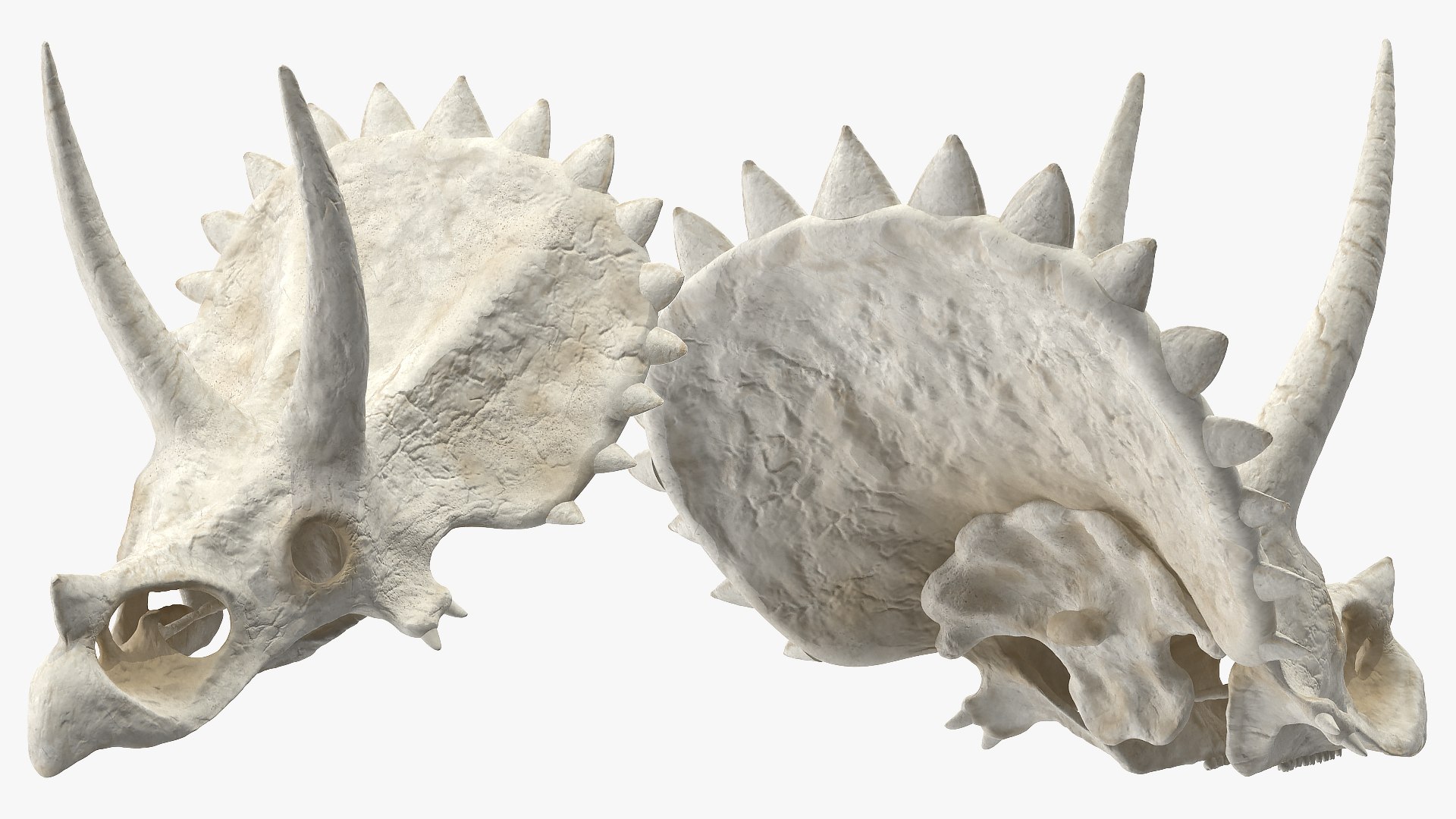 triceratops skull animal 3D model https://p.turbosquid.com/ts-thumb/OB/4tskwg/efhlanyQ/triceratopsskullpartmb3dmodel003/jpg/1580735248/1920x1080/fit_q87/e5cfec43a0653cd776028d9e48cbd489248e9bb9/triceratopsskullpartmb3dmodel003.jpg