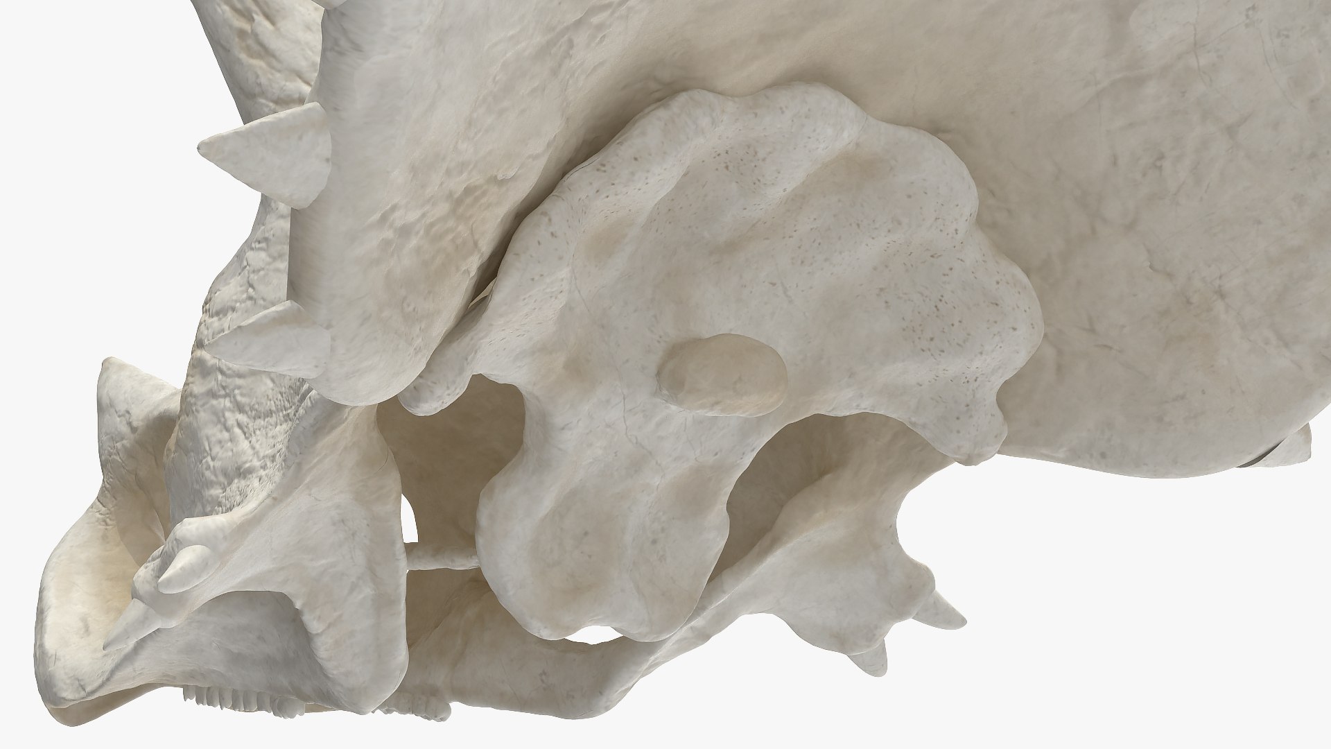 triceratops skull animal 3D model https://p.turbosquid.com/ts-thumb/OB/4tskwg/qAzZqHbz/triceratopsskullpartmb3dmodel008/jpg/1580735282/1920x1080/fit_q87/01838b976b52f61c2442d5ccbe42b64e3815239e/triceratopsskullpartmb3dmodel008.jpg